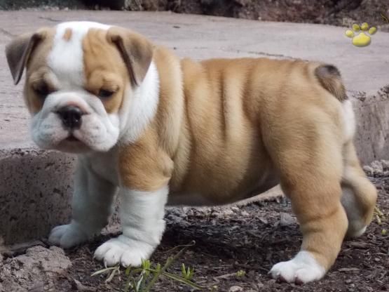 Beauty English Bulldog Puppy For Sale In New Holland Pa