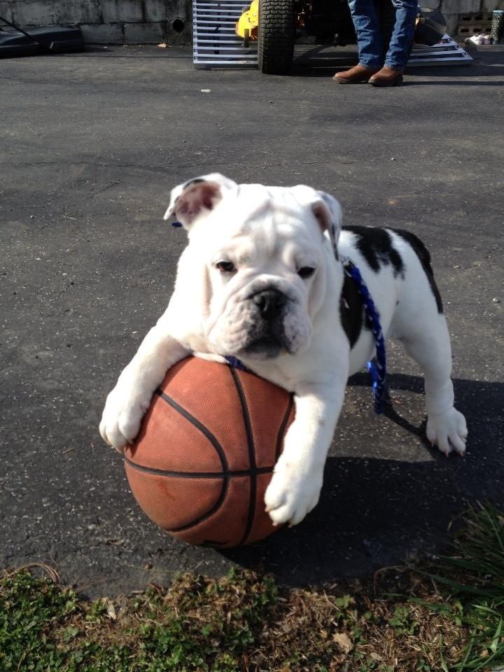 Mine English Bulldog Puppies Cute Dogs Bulldog Puppies