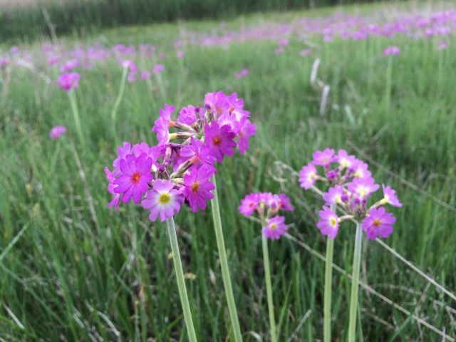Felcotu Primula Auriculata Bi Tki Otlar Cicek