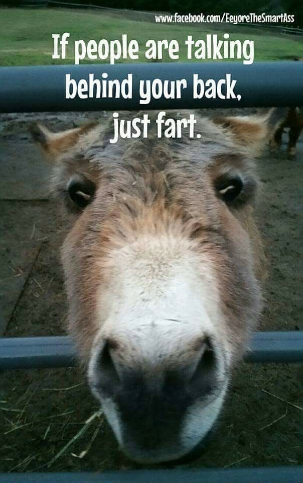 Pin By Jackie On Animal s Got Jokes Too Funny Quotes Funny Animal pin-by-jackie-on-animal-s-got-jokes-too-funny-quotes-funny-animal