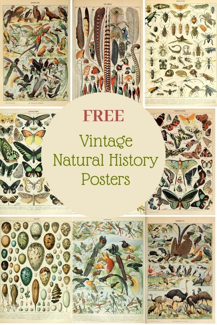 Free Printable Natural History Posters Of Adolphe Millot