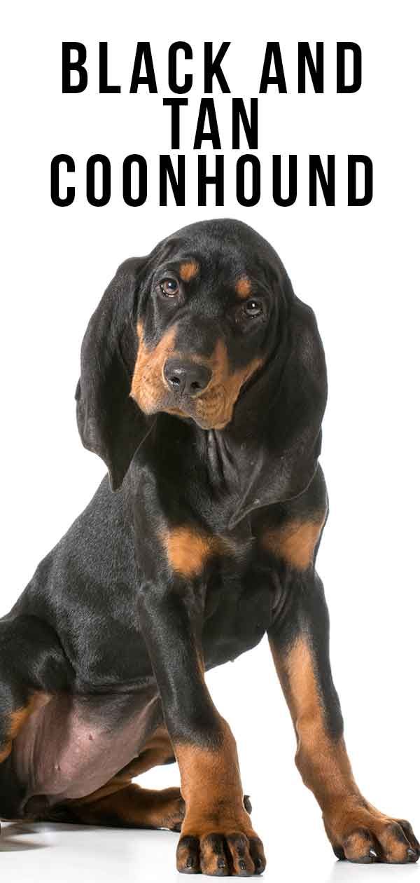 Black And Tan Coonhound The Truth Behind The Colors Coonhound Black And Tan Coonhound Puppy Black And Tan Coonhound The Truth Behind The Colors Coonhound Black And Tan Coonhound Puppy