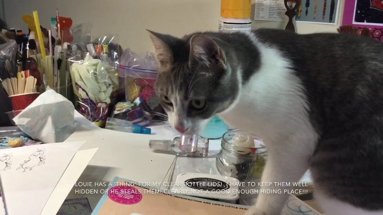 Funny Cat Louie Stealing Spray Bottle Lid! | Katten