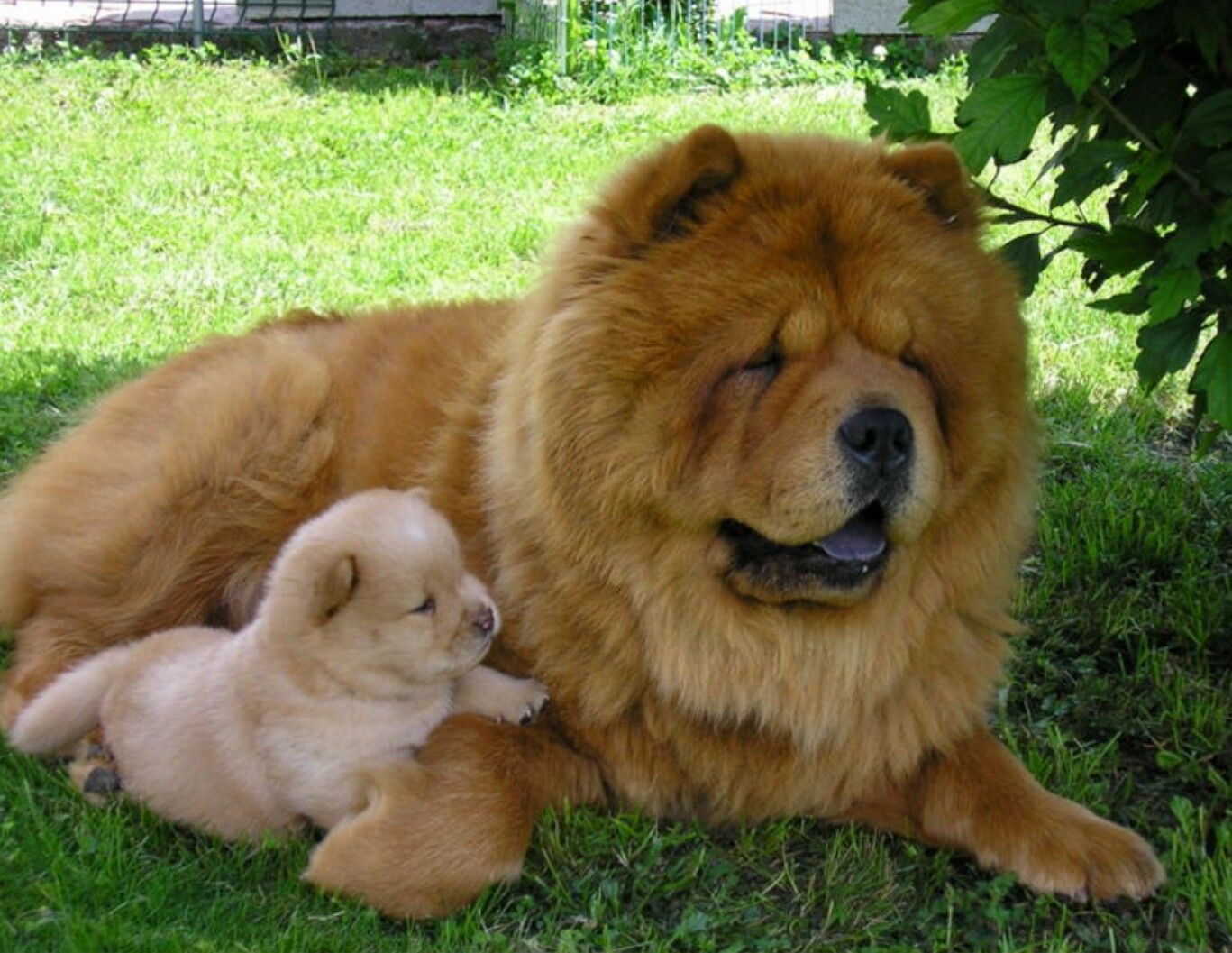 Pin By Ray Roles On Wildlife Chow Chow Puppy Chow Chow Dogs