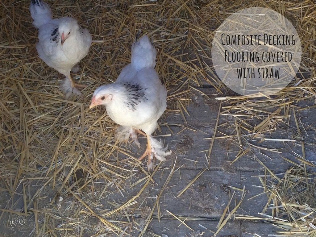 Us Learn Diy Information Build Predator Proof Chicken Coop Chicken Coop Chicken Runs Chickens Backyard