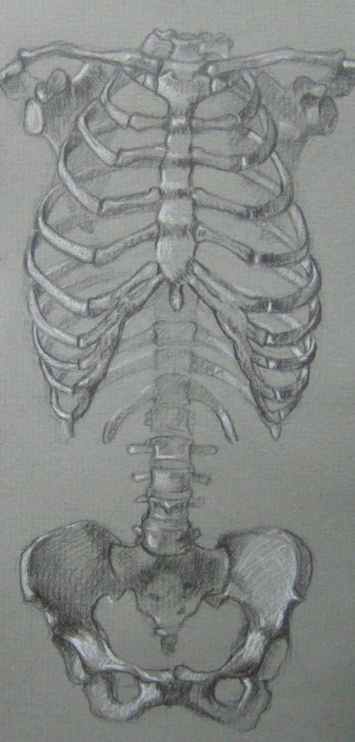 Ribs I by AlisonS11605 in 2019 | Art, Rib cage drawing ...