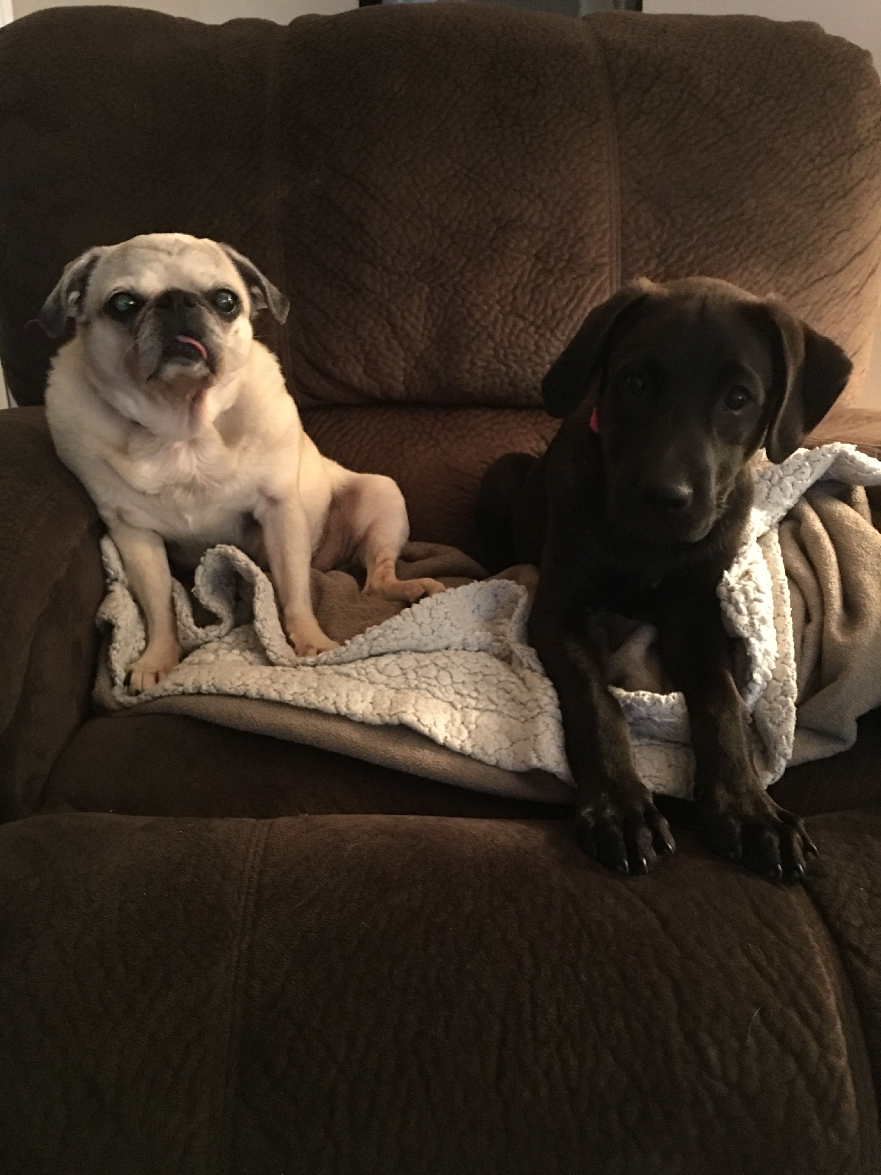 Jade And Willow Pug And Chocolate Lab Mix Chocolate Lab Mix Fur