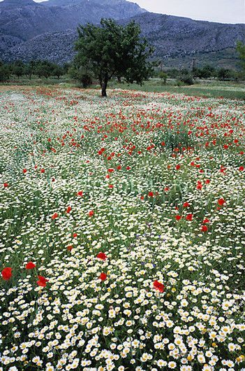 Beautiful wildflower meadow | Daisy field | Wild poppies #wildflowers