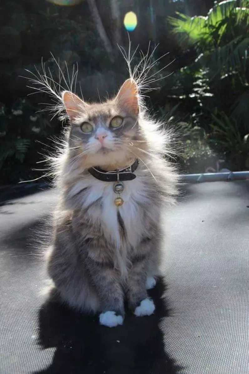 Graceful Beautiful Cats Black Graceful Beautiful Cats Black