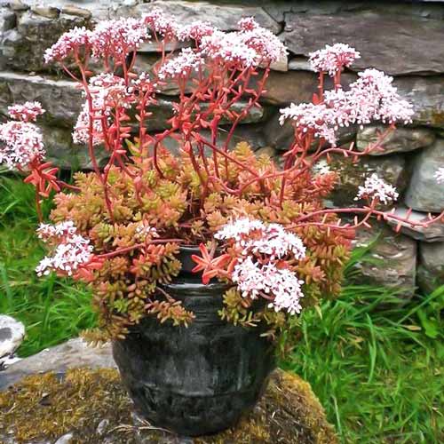 Sedum Coral Carpet | GradinaMax Coral, Sedum, Flower Garden, Carpet, Gardening, Flowers, Plant, Lawn And Garden, Blankets