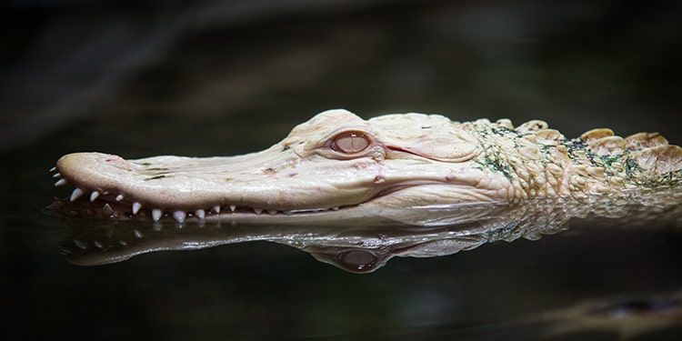 Albino Timsahi Timsah Hayvanlar Albinizm