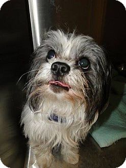 Mckinney Tx Maltese Shih Tzu Mix Meet Chutney A Dog For