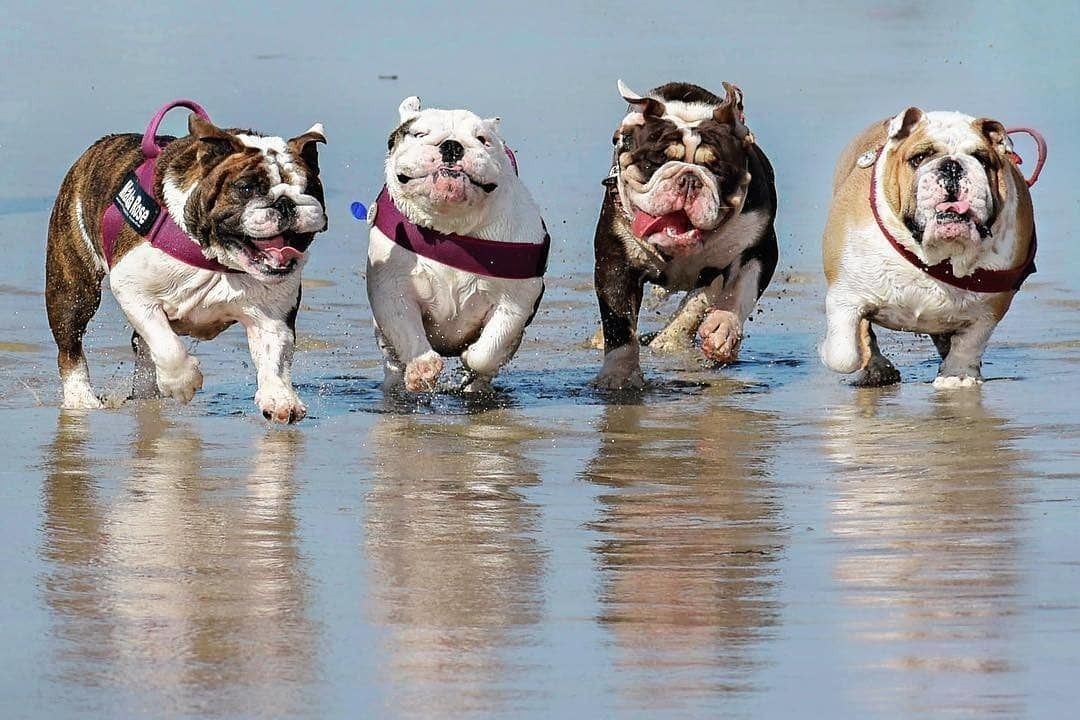 Bulldog Bulldogs Bulldogfrances Bulldogsofig Bulldoglove