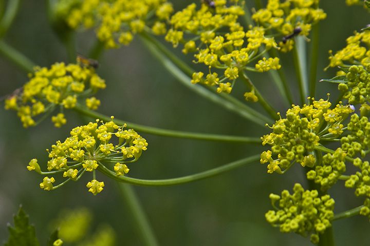 Minnesota Seasons - wild parsnip
