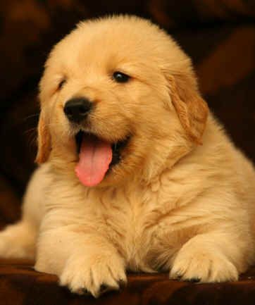 Golden Retriever Dog Lovers Dogs Golden Retriever Puppies
