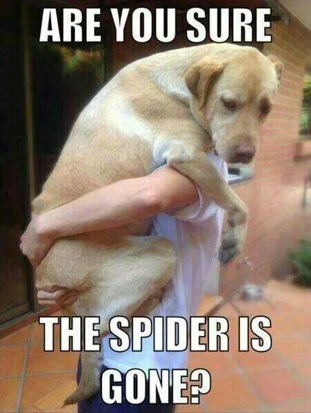 Scared Dog Funny Animal Quotes Dog Jokes Animal Jokes