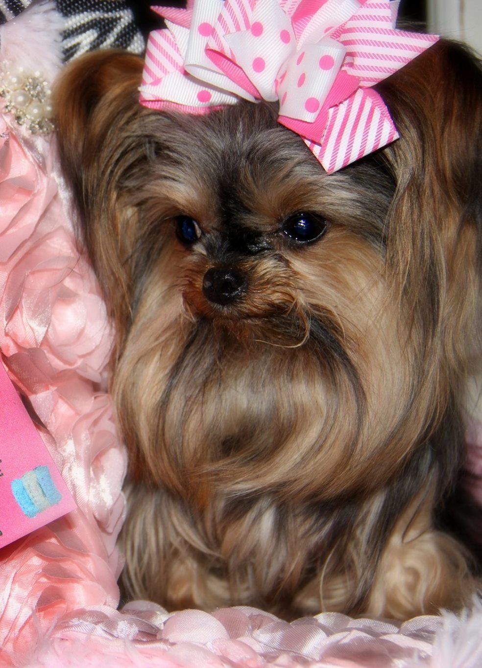 Her little button nose is too cute!!! Yorkie dogs