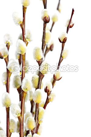 Forcing Pussy Willow The Plant