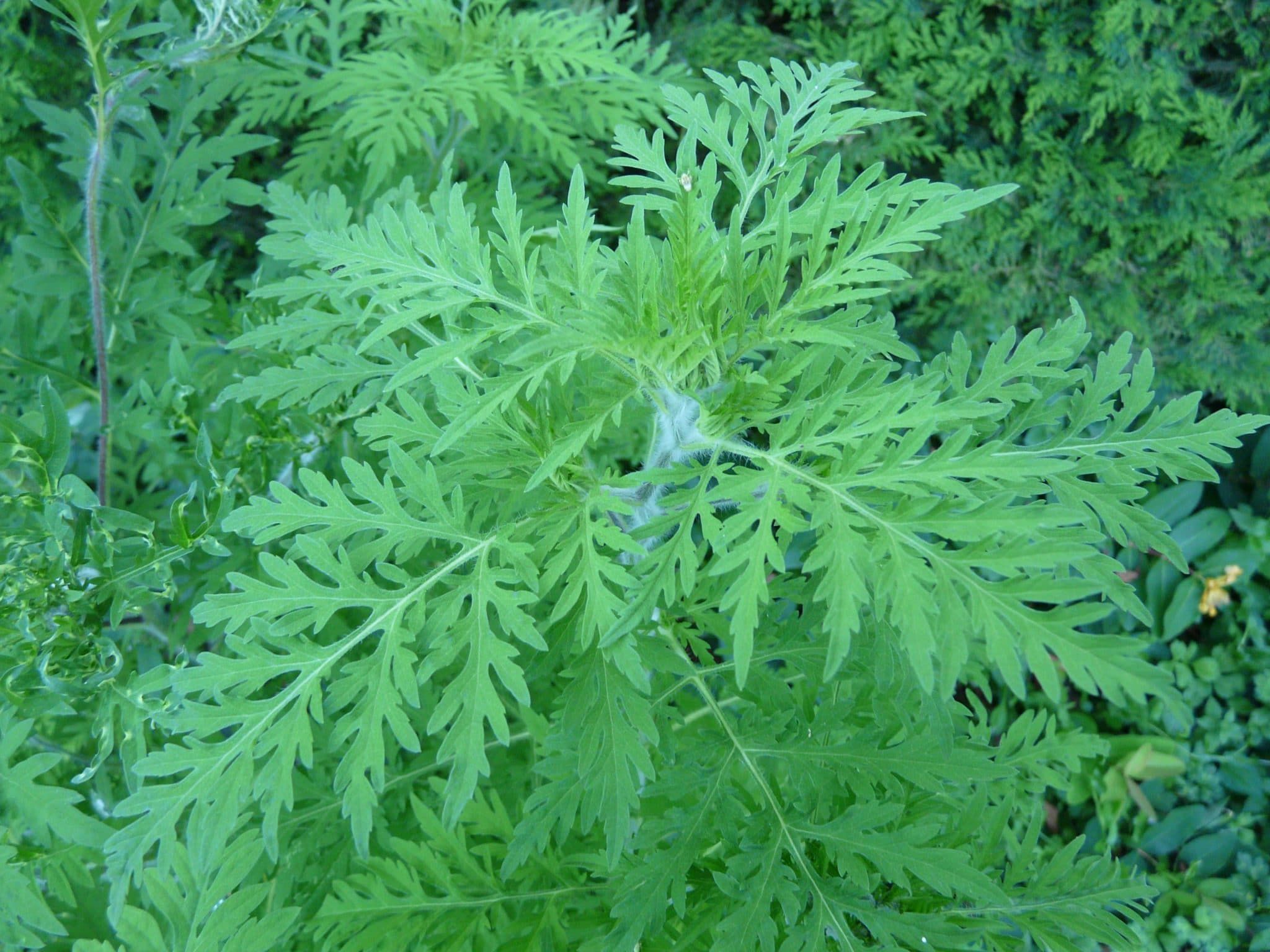 30 plantes médicinales à mettre dans son jardin pour se soigner