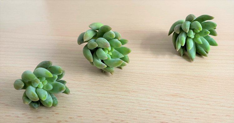 Que faire comment une bouture de tige de plante grasse ne prend pas ? - Strawberries Succulent Cuttings, Succulents, Propagation, Strawberries, Harry, Plants, Plant Cuttings, Planting Flowers, Plant Stem