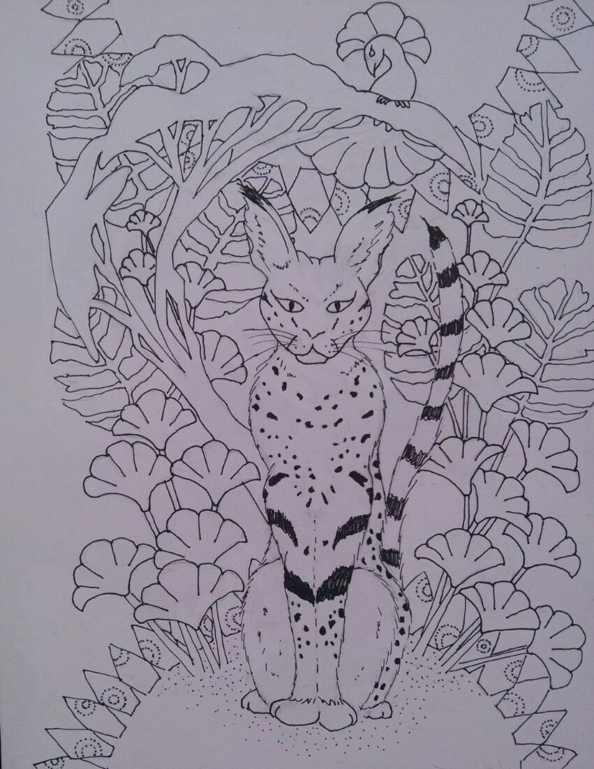 serval cat in africa coloring page cat illustrative art