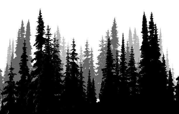 Download Tall Evergreen Forest | Tree silhouette tattoo, Forest tattoos, Evergreen tattoo