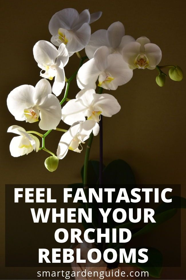 Getting an orchid to rebloom isn't hard if you know how, but very difficult unless you do a few important things. Orchids can live for decades, reblooming year after year. I never stop getting excited when I see a new flower spike. Orchid care for beginners. Learn more at smartgardenguide Orchid Plant Care, Orchid Plants, Orchid Flower, Orchids Garden, Growing Orchids, Growing Flowers, Planting Flowers, Orchids In Water, Cactus Care