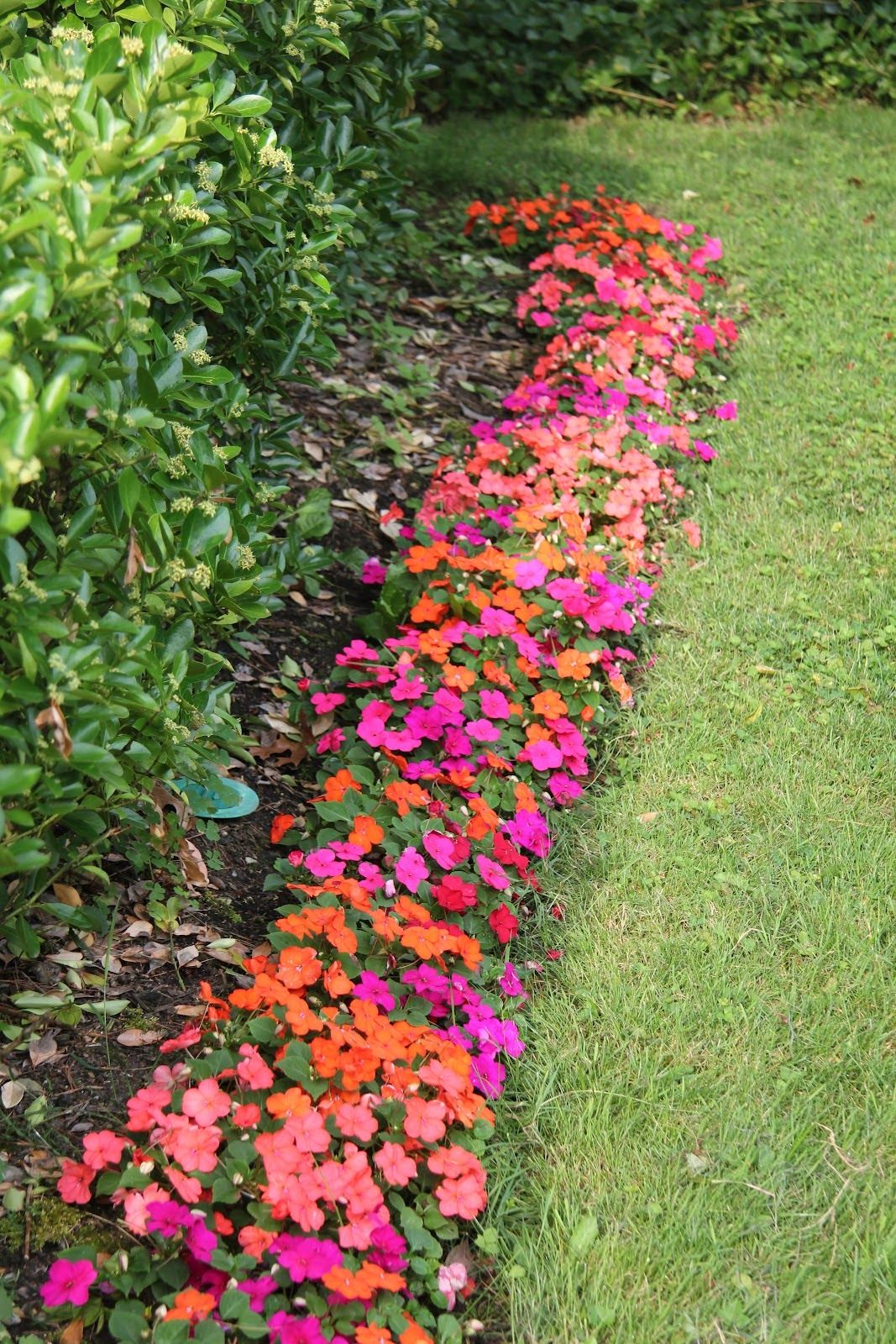 Impatiens I Like The Pink And Orange Combo Dream Garden Impatiens impatiens-i-like-the-pink-and-orange-combo-dream-garden-impatiens