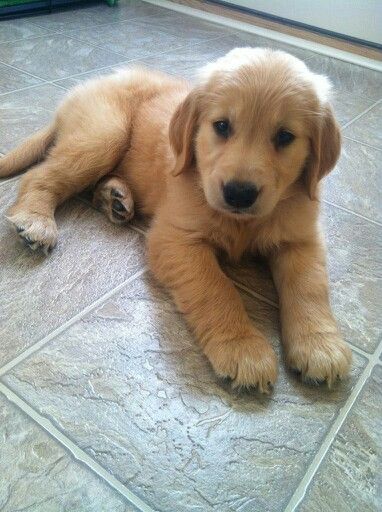 Golden Puppy So Cute Golden Puppy Golden Puppies Best Dogs For Families
