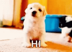 13 Puppies Encounter Water For The First Time And It S Adorable Cute Little Puppies Cute Puppies Baby Animals