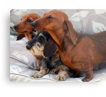 Three Dachshund Puppies Playing Lienzo Dachshund Puppies