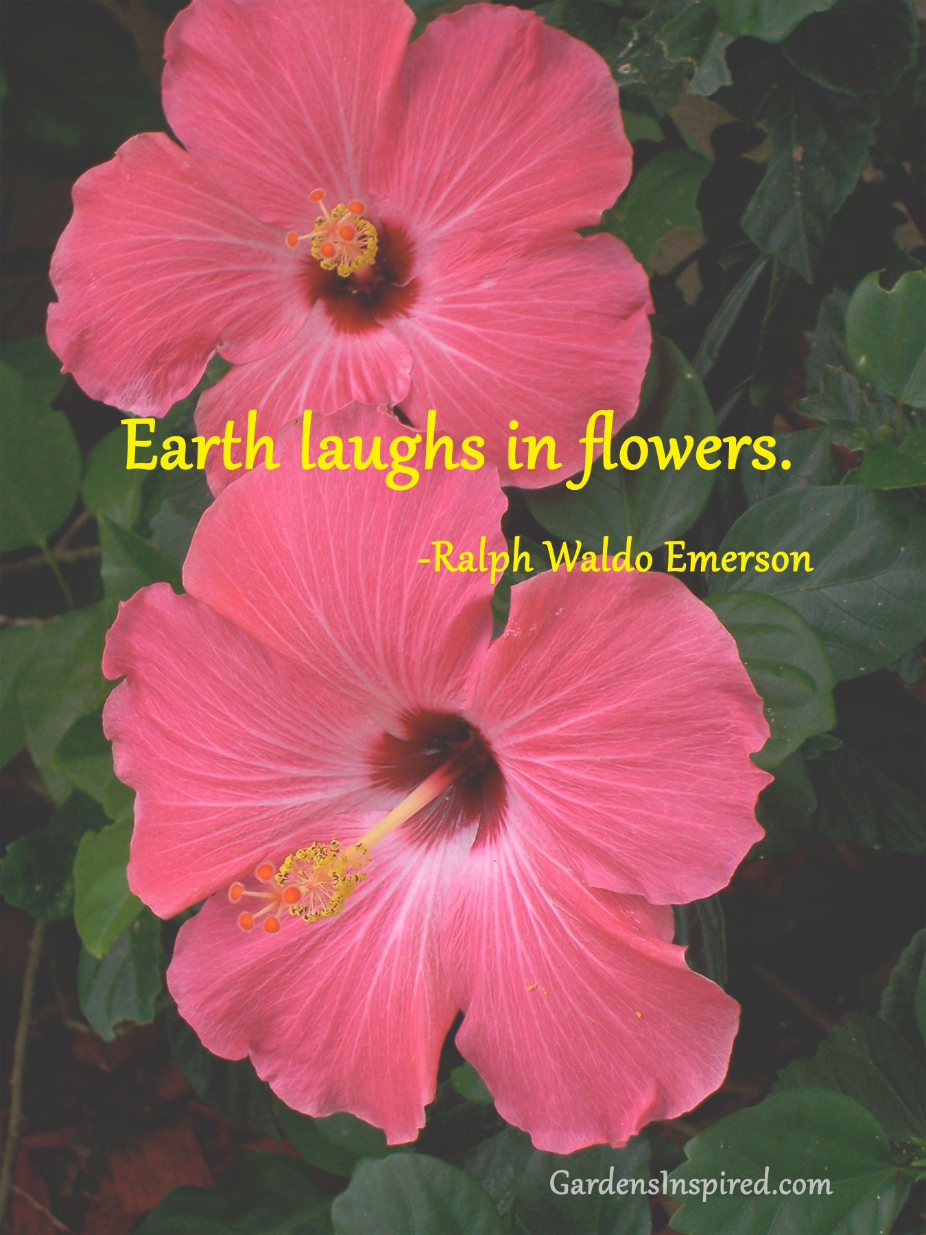 Purple Hibiskus Flower Quotes Hibiscus Flowers