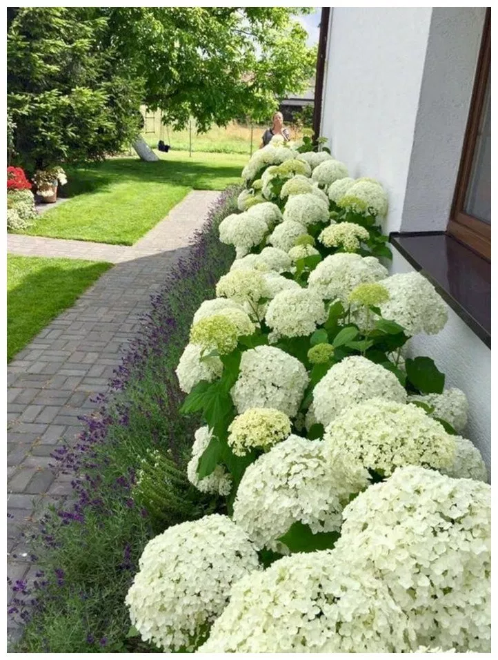 62 Cool And Beautiful Front Yard Landscaping Ideas Front Gardens Hydrangea Landscaping Front Yard Landscaping