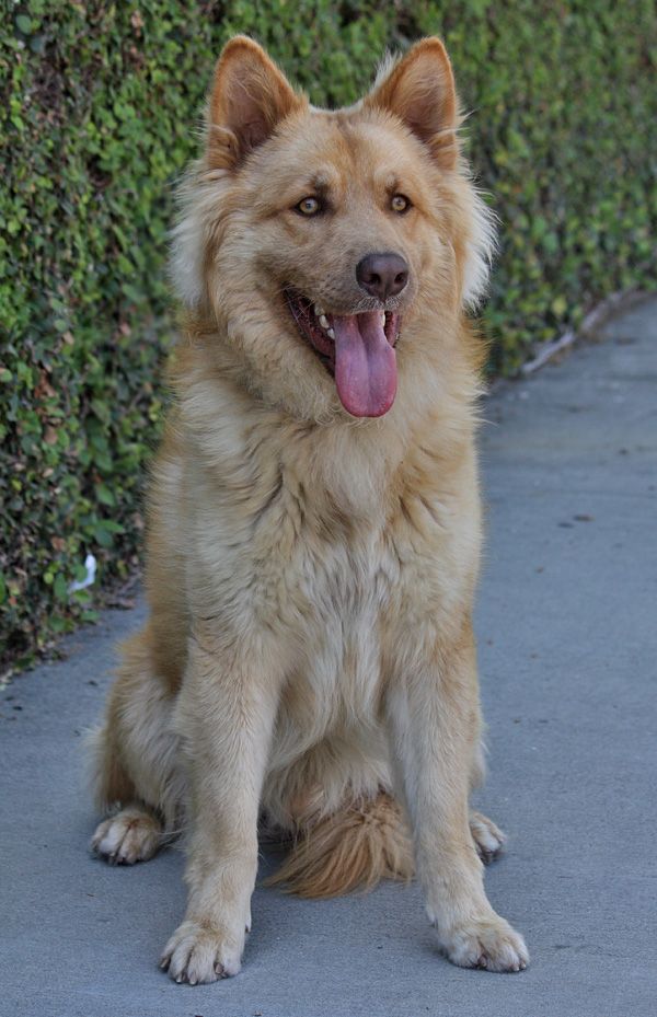 Danny Von Donner Is A Stunning 10 Month Old Coated Shepherd Mix