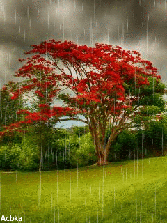 Download Animated 240x320 «осень» Cell Phone Wallpaper. Category: Nature, #240X320 #Animated...