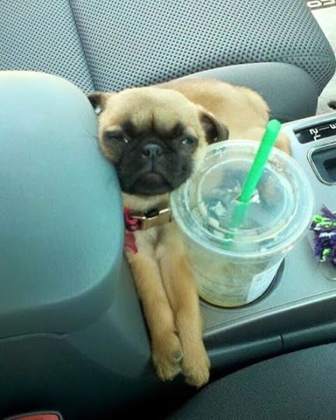 Every Car Needs A Cup Pug Holder Baby Pugs Cute Baby