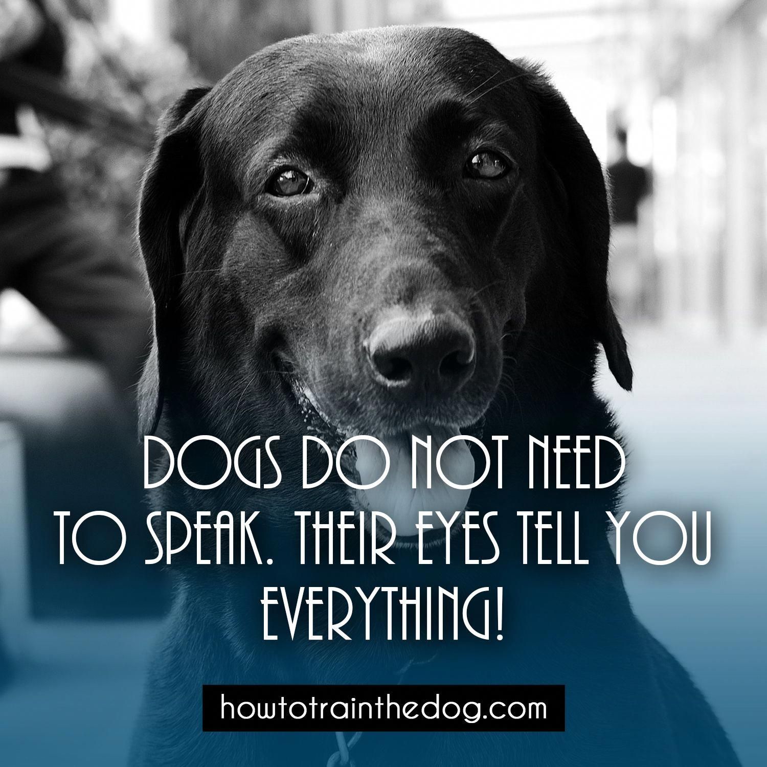 Dogs do not need to speak. Their eyes tell you everything! #