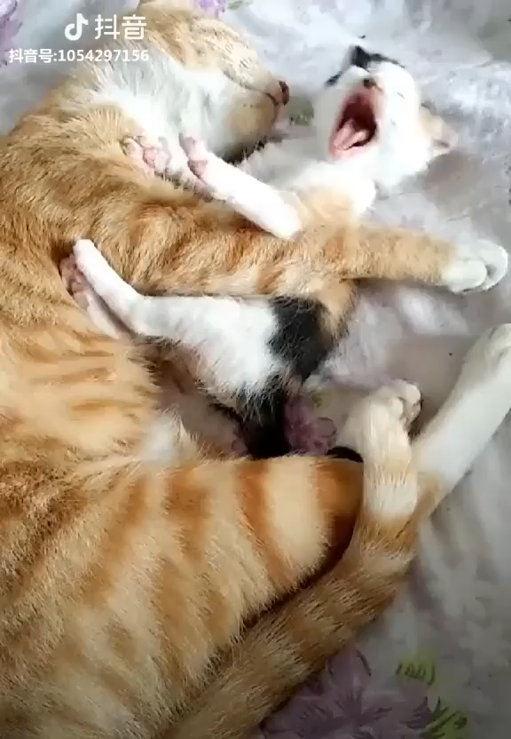 π€£ππππif you like cats, watch more on my youtube π€£ππππif you like cats, watch more on my youtube