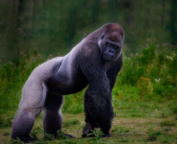 Japan Zoo Handsome Gorilla Japan Zoo Handsome Gorilla
