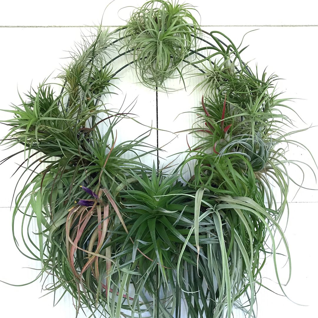 Air Plant Care 101 Air plants care, Plants, Air plants