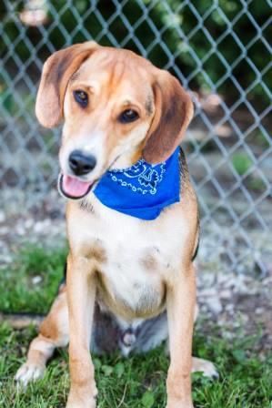 Adopt Murphy On Adoptable Beagle Pet Adoption Adoption