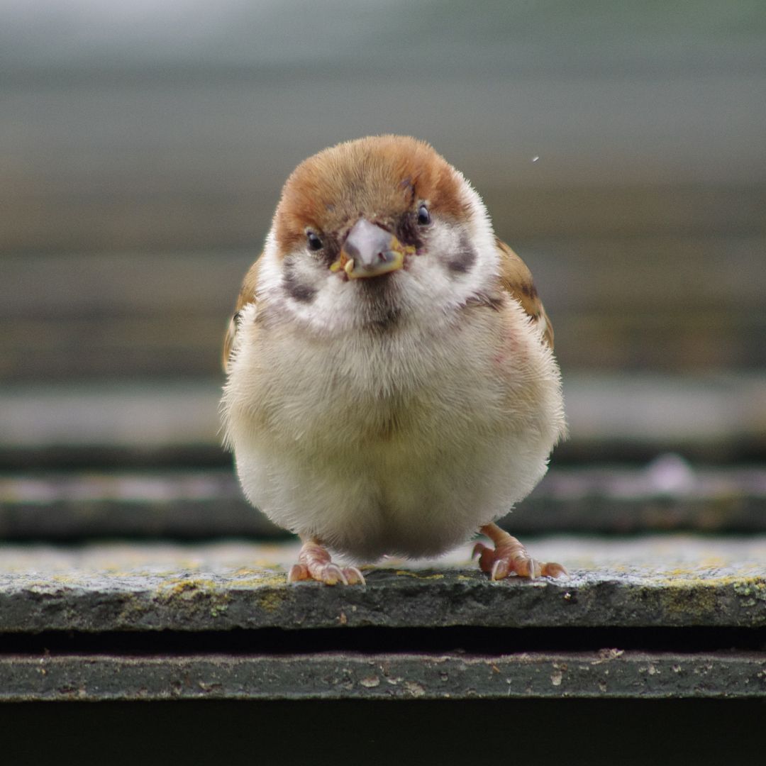 Sparrow スズメ 可愛い鳥 動物 かわいい Sparrow スズメ 可愛い鳥 動物 かわいい