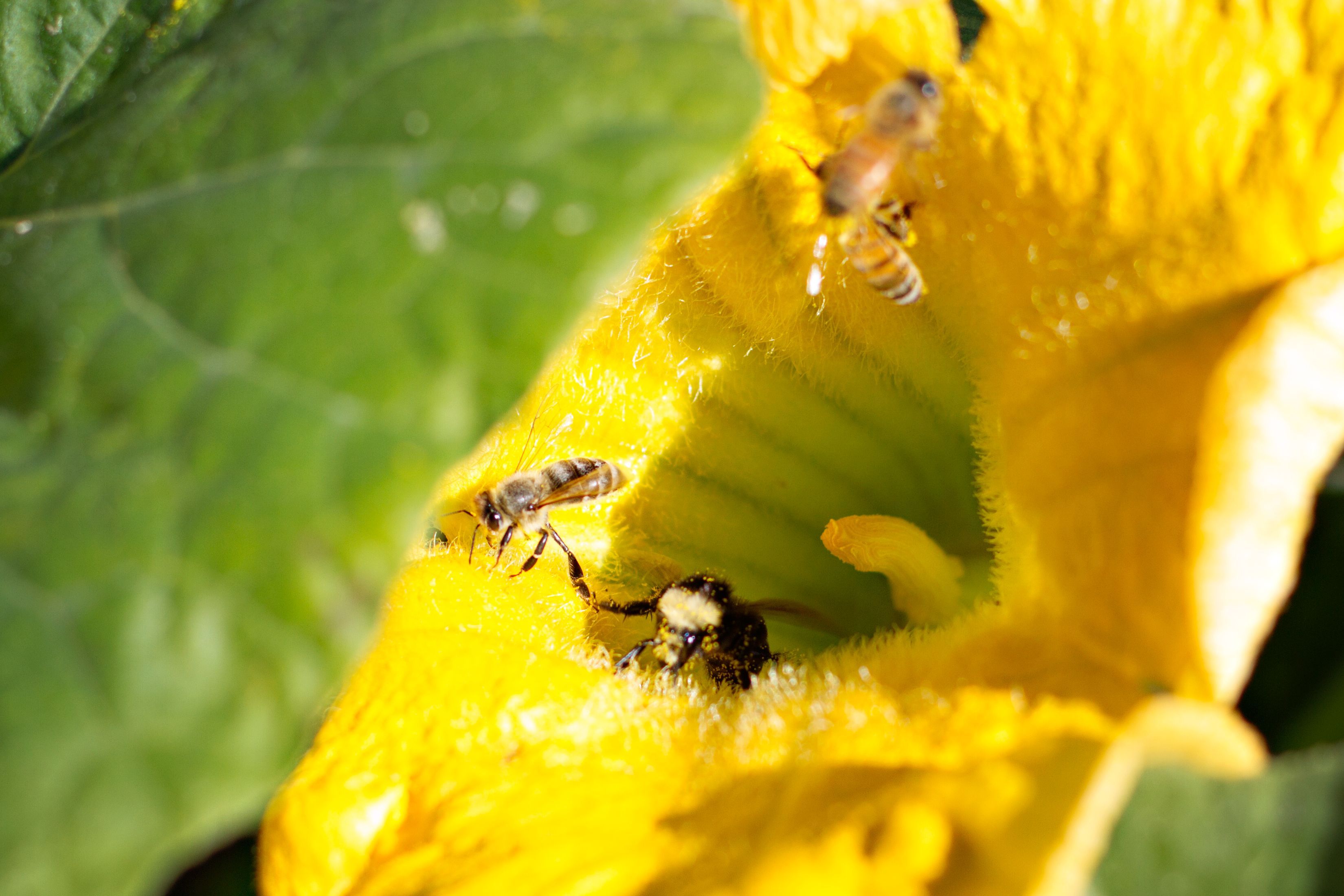 Save The Bees Save the bees, Frozen green beans, Family farm