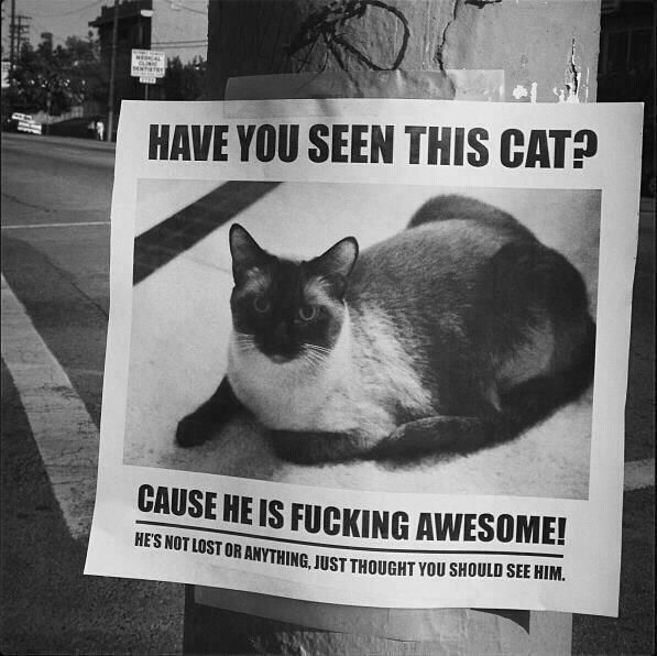 have you seen this cat random flyer streets are saying things funny cat flyer