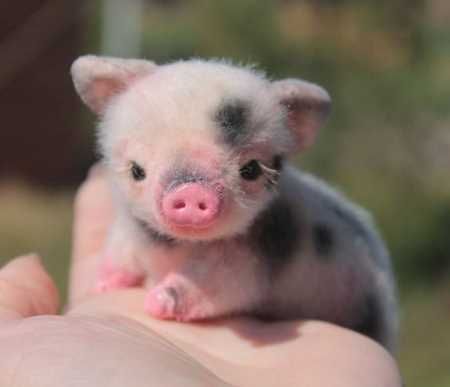 36 Absolutely Adorable And Funny Animals Baby Farm Animals, Baby Animals Super Cute, Pretty Animals, Cute Little Animals, Animals Beautiful, Purple Animals, Small Animals, Zoo Animals, Cute Animals Images