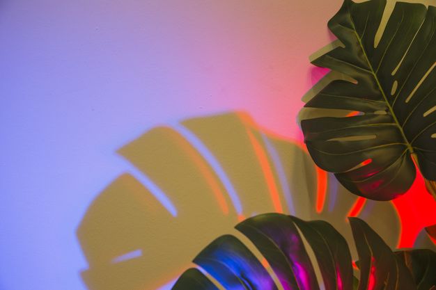 Two monstera leaves with shadow on colored backdrop Hd Wallpapers For Mac, Laptop Wallpaper Desktop Wallpapers, Computer Wallpaper Desktop Wallpapers, Mac Wallpaper, Plant Wallpaper, Macbook Wallpaper, Aesthetic Desktop Wallpaper, Cute Wallpaper Backgrounds, Attractive Wallpapers