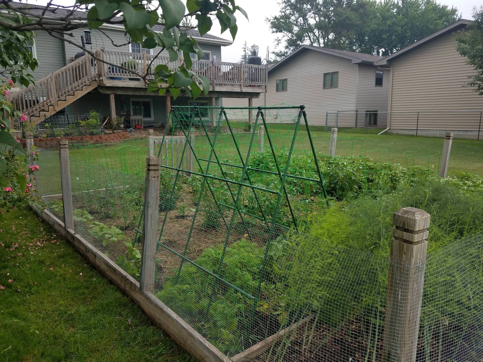 Put In The Trellis For My Acorn Squash Gardening Garden Diy