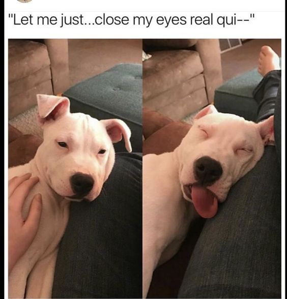 32 Memes For People Who Just Want To Sleep Funny Dog Memes