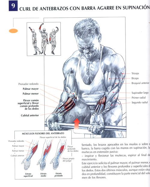 Antebrazo Ejercicios Para Antebrazo Ejercicios Para Cuerpo Completo Ejercicios Musculares