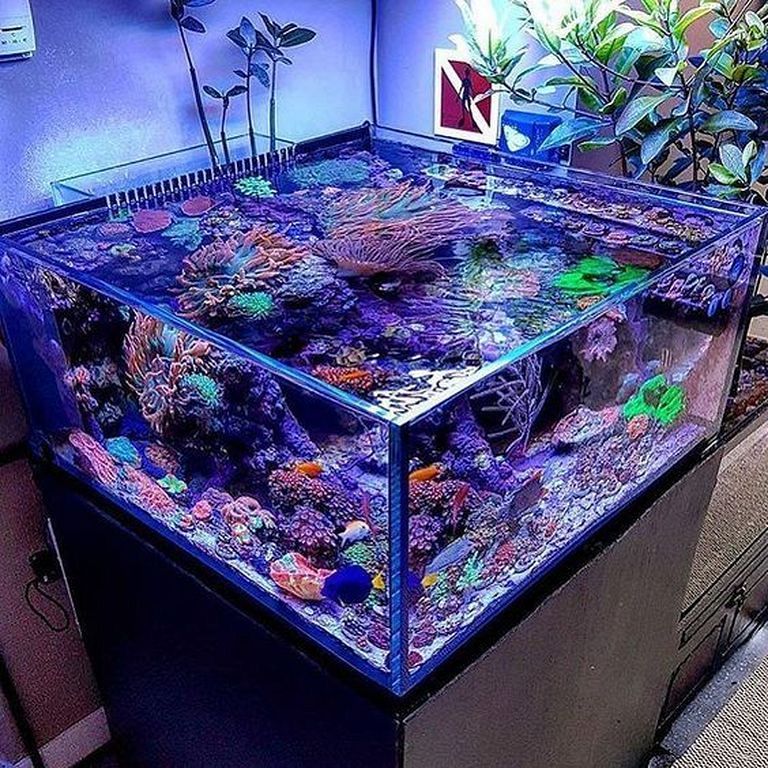 marine aquarium setups marine aquarium setups